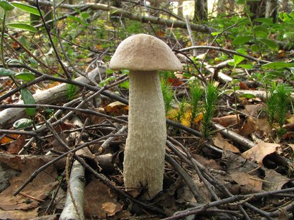 Leccinum holopus