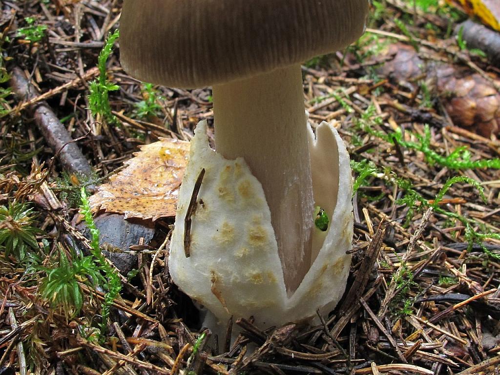 Amanita vaginata