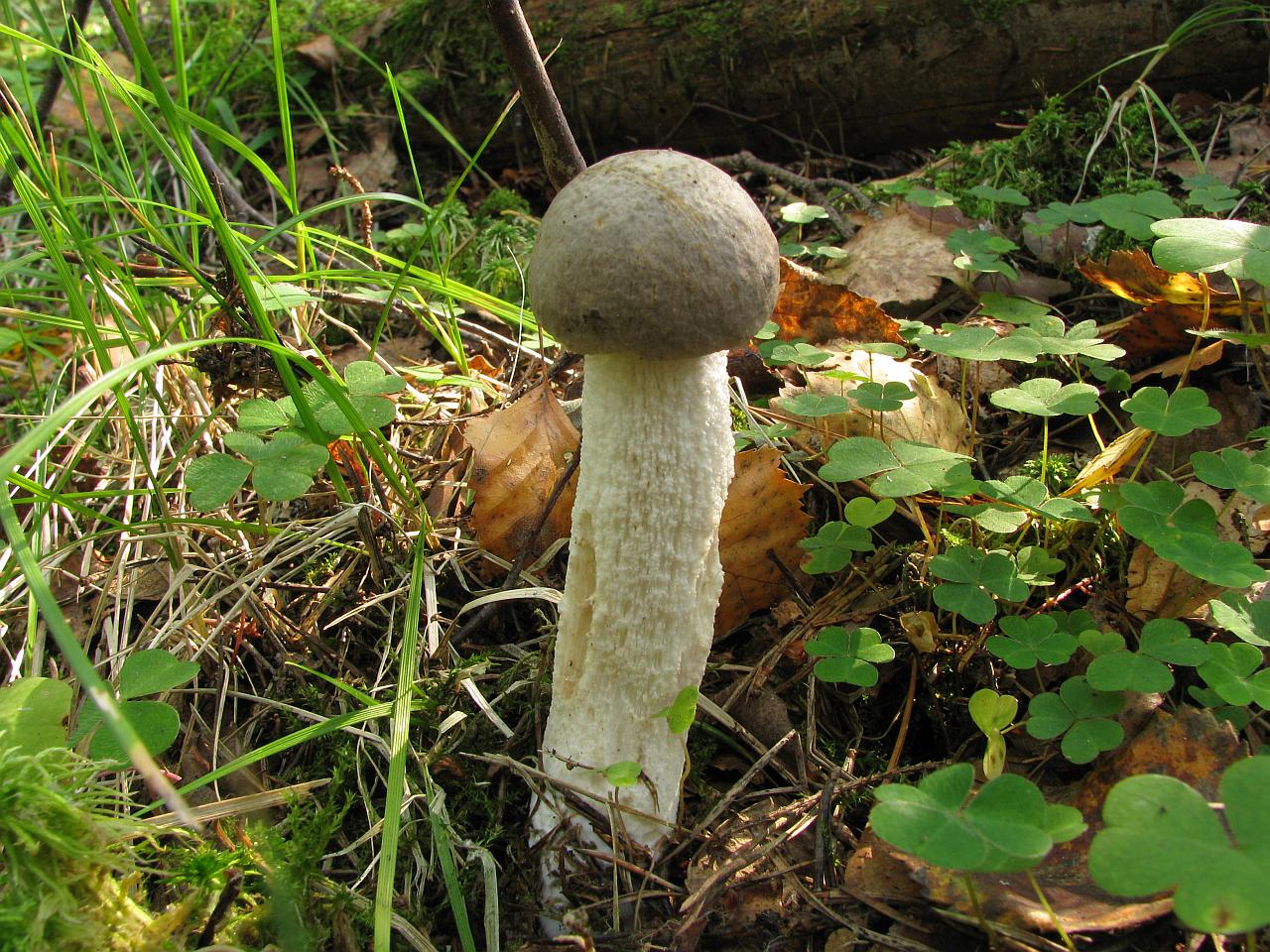 Leccinum holopus