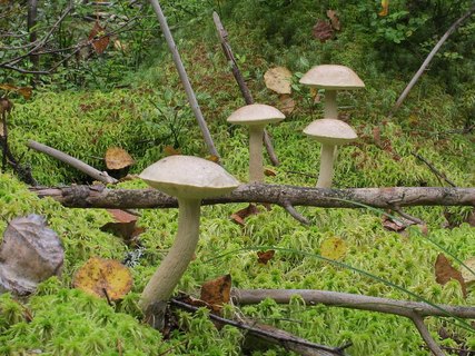 Leccinum holopus