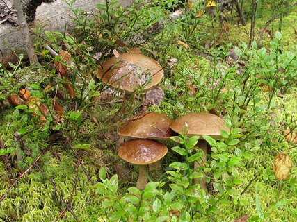 Leccinum holopus