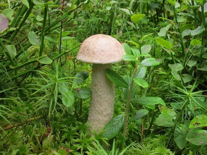 Leccinum holopus