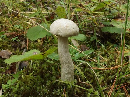 Leccinum holopus