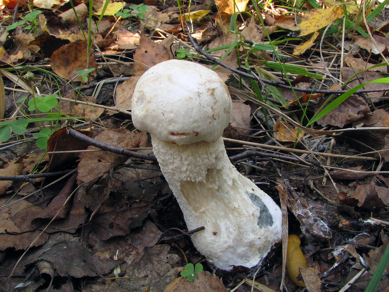 Leccinum percandidum