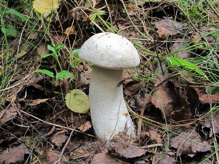 Leccinum percandidum