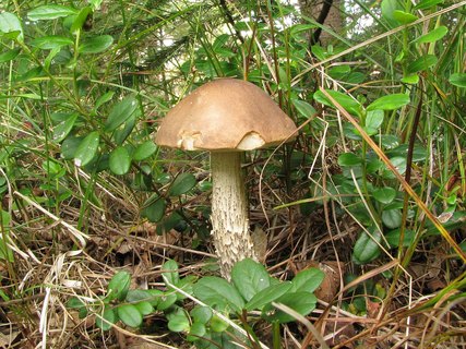 Leccinum scabrum