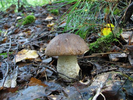Leccinum scabrum