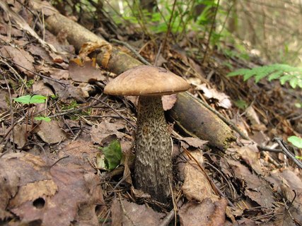 Leccinum scabrum