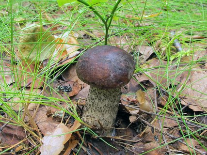 Leccinum scabrum