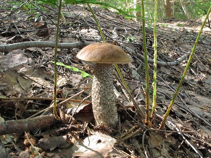 Leccinum scabrum