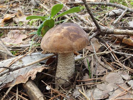 Leccinum scabrum