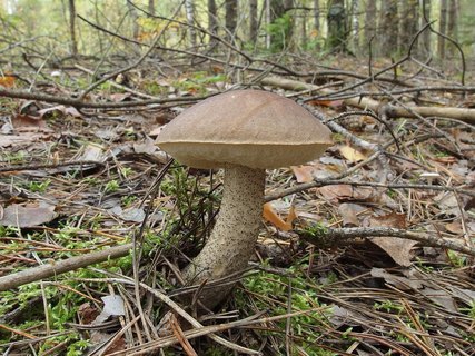 Leccinum scabrum