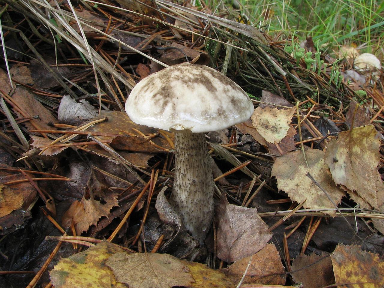 Leccinum variicolor