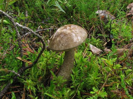 Leccinum variicolor
