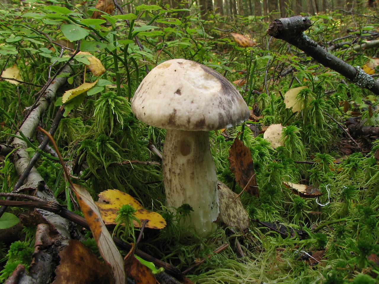 Leccinum variicolor