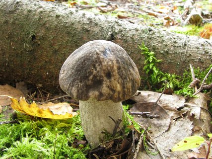 Leccinum variicolor