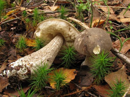 Leccinum variicolor