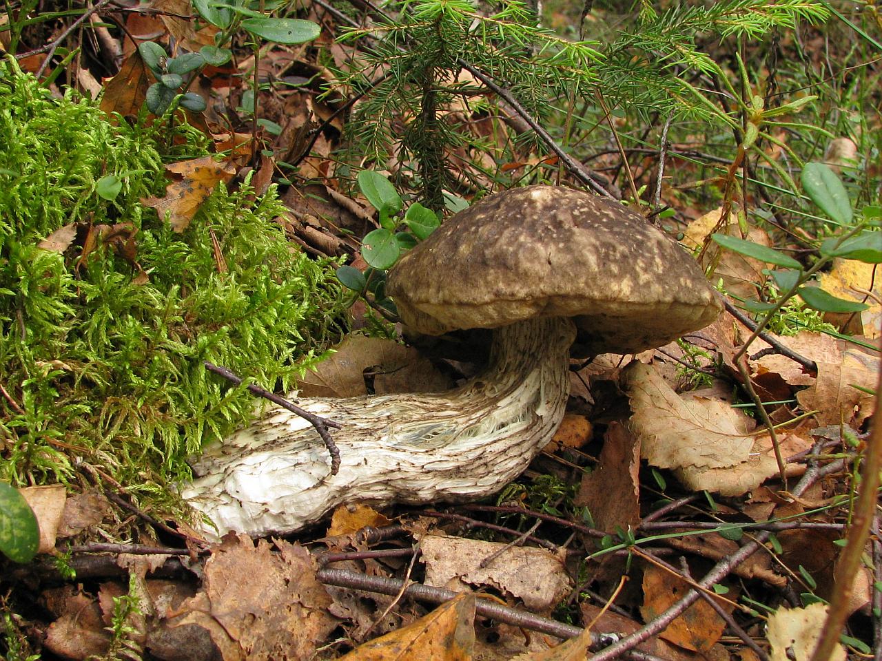 Leccinum variicolor