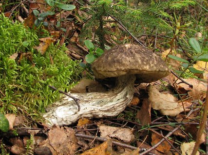Leccinum variicolor