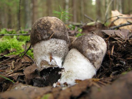 Leccinum variicolor