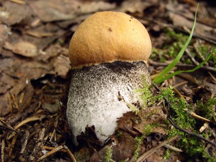 Leccinum versipelle