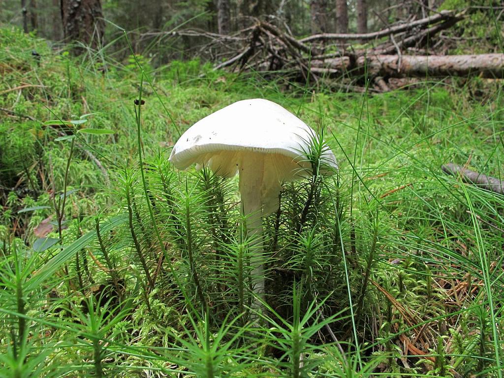 Amanita virosa