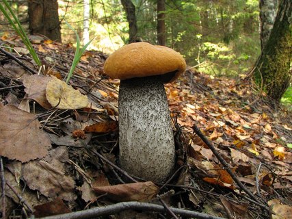 Leccinum versipelle