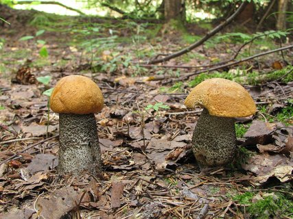 Leccinum versipelle