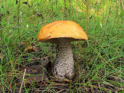 Leccinum versipelle