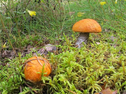 Leccinum versipelle