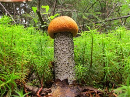 Leccinum versipelle
