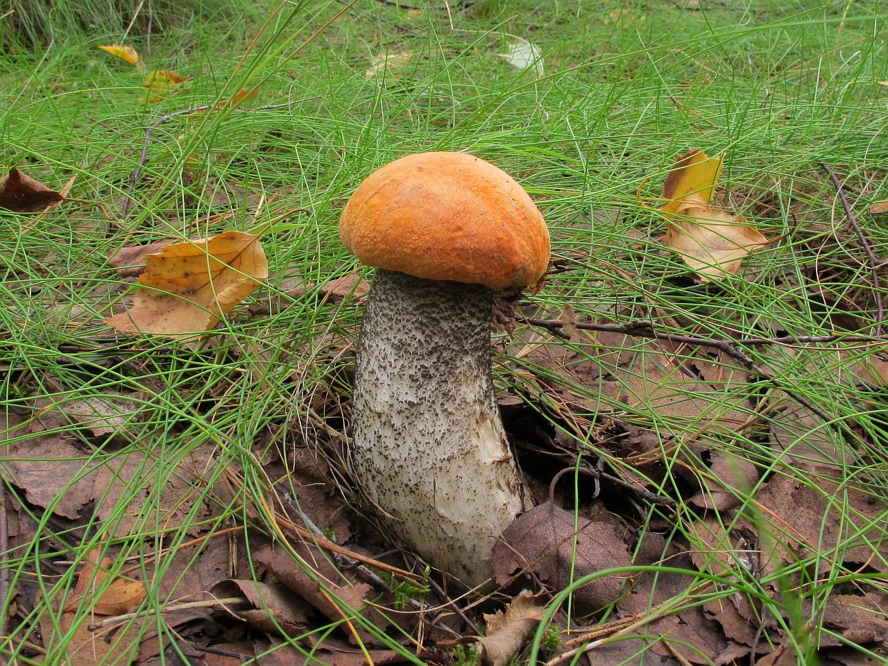Leccinum versipelle