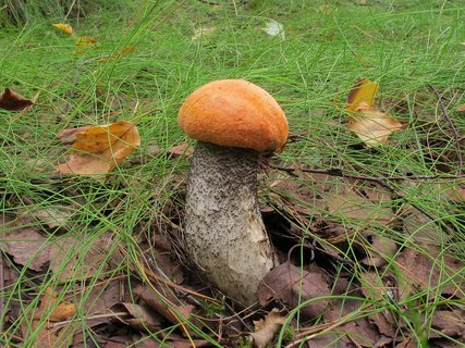 Leccinum versipelle