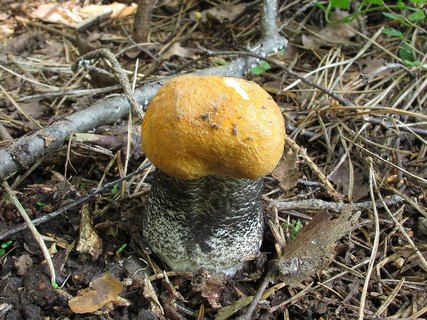 Leccinum versipelle
