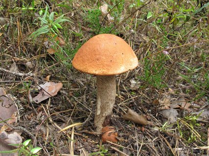 Leccinum vulpinum