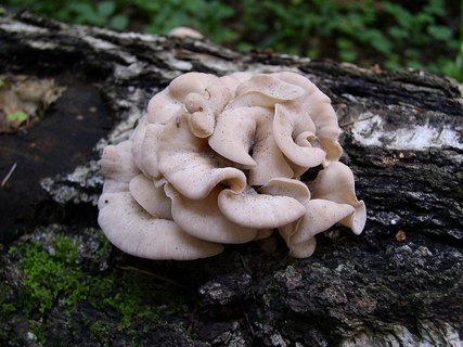 Lentinellus vulpinus
