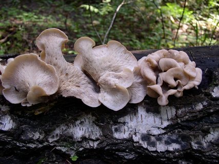 Lentinellus vulpinus