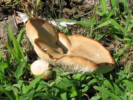 Neolentinus cyathiformis