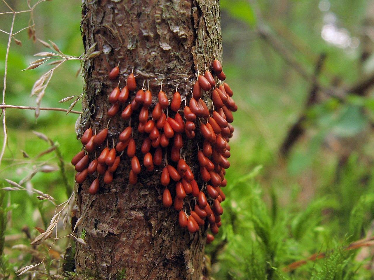 Leocarpus