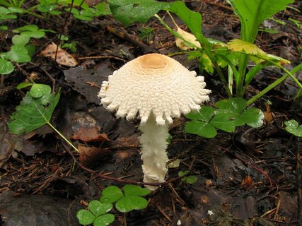 Lepiota clypeolaria