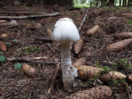 Amanita virosa