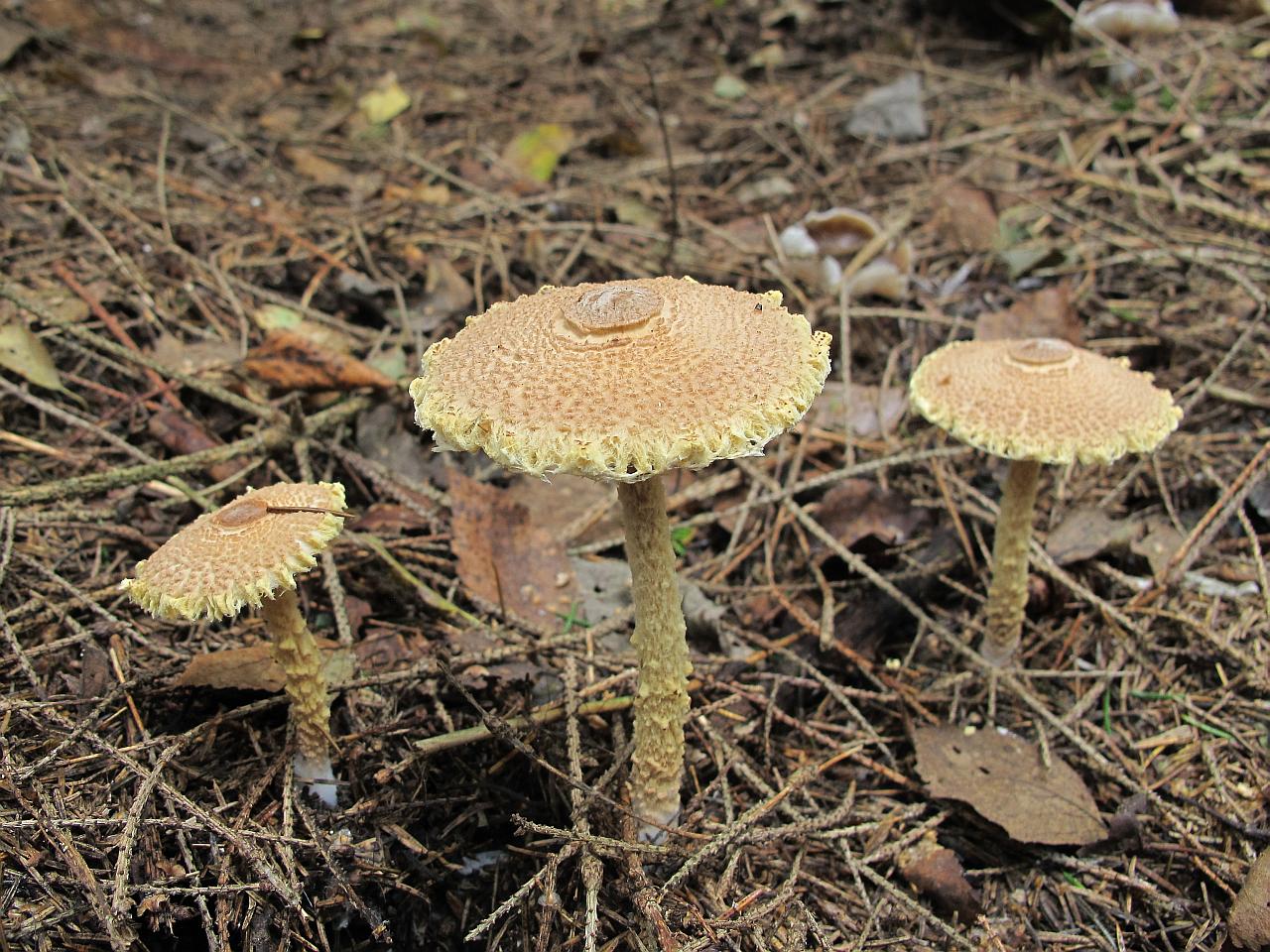 Lepiota magnispora