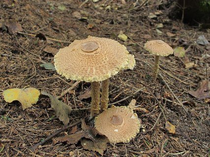 Lepiota magnispora