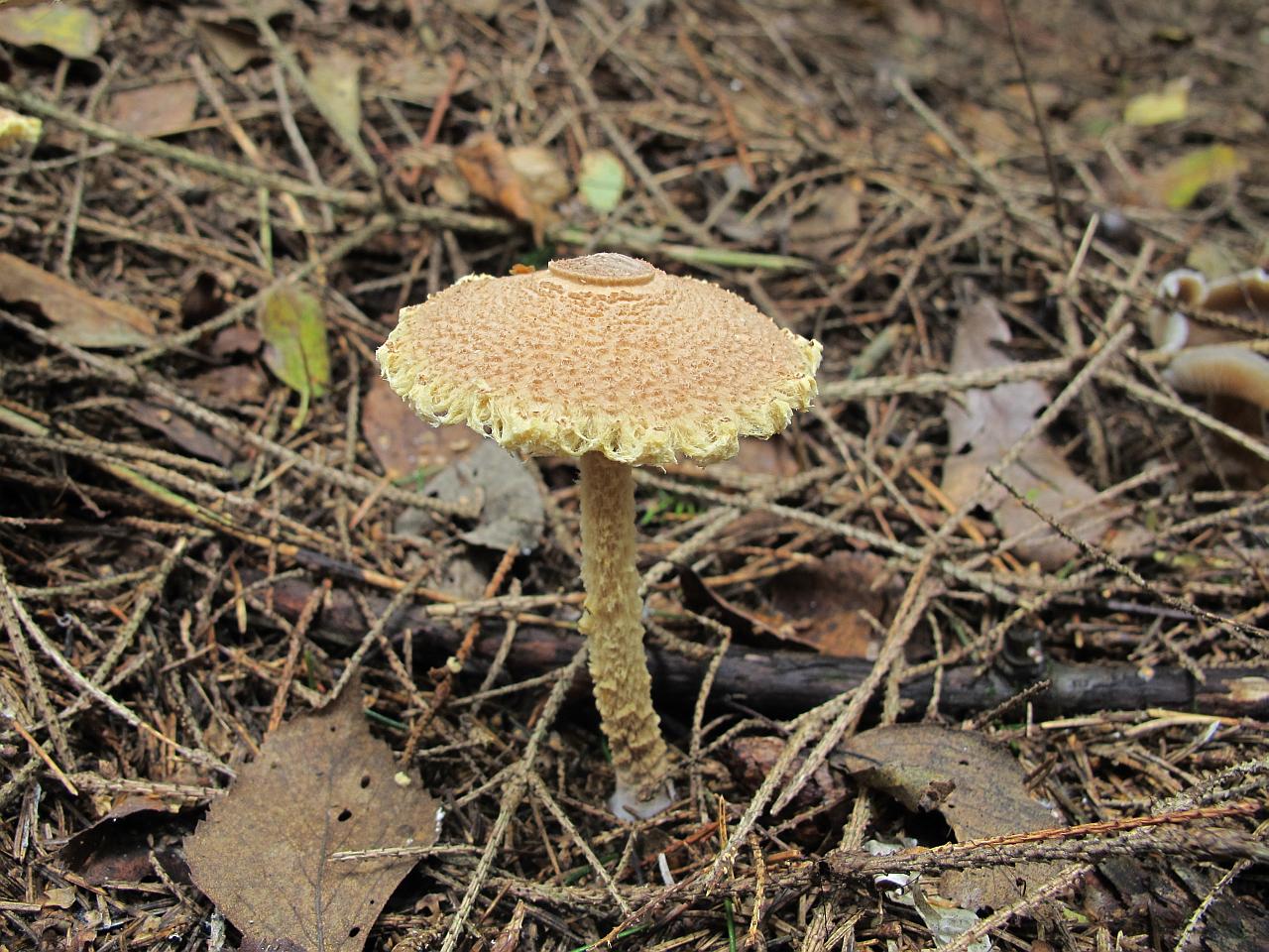 Lepiota magnispora