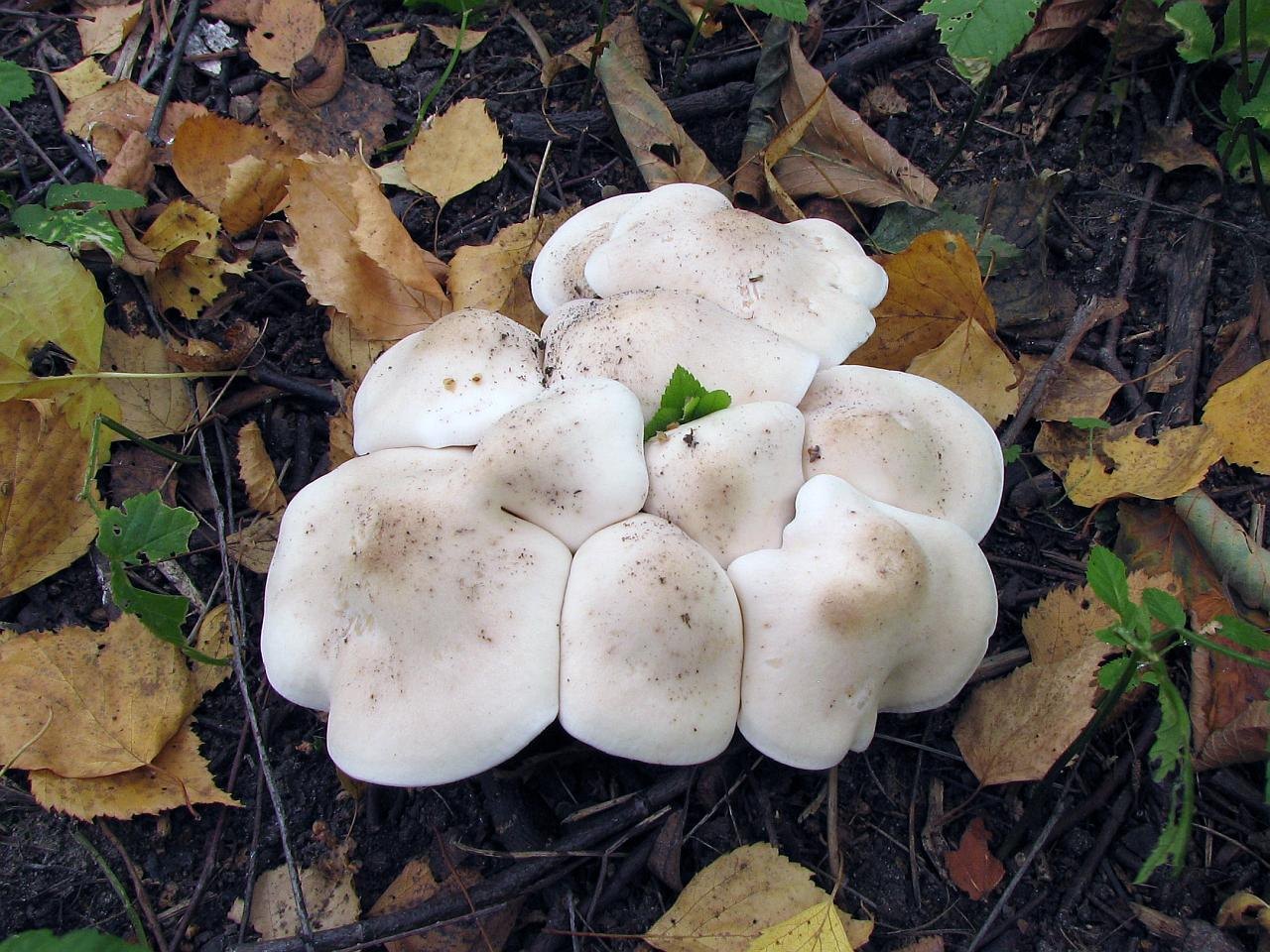 Lepista