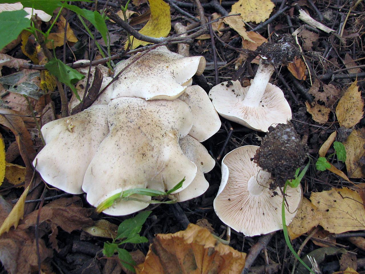 Lepista irina