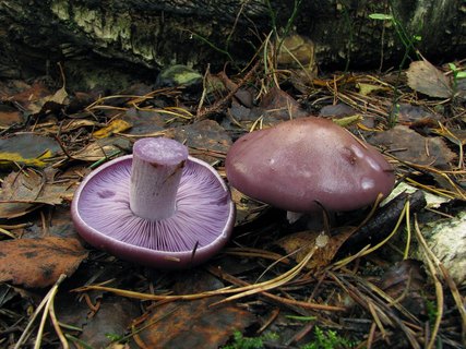 Lepista nuda