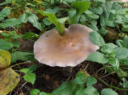 Lepista nuda