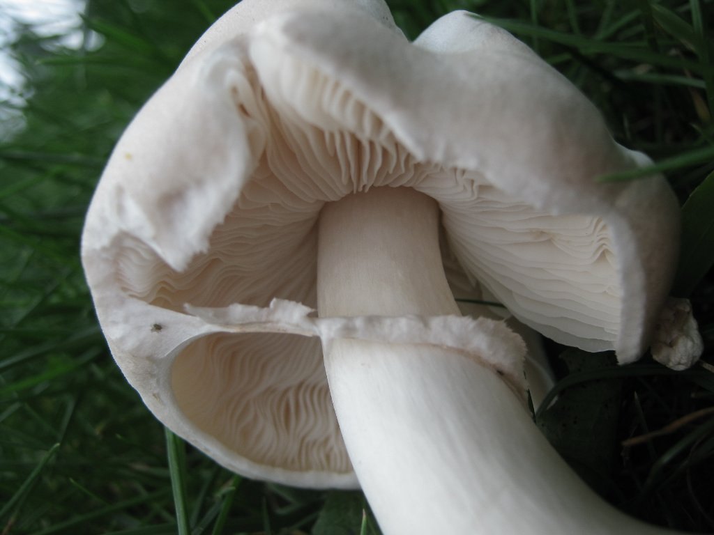 Leucoagaricus