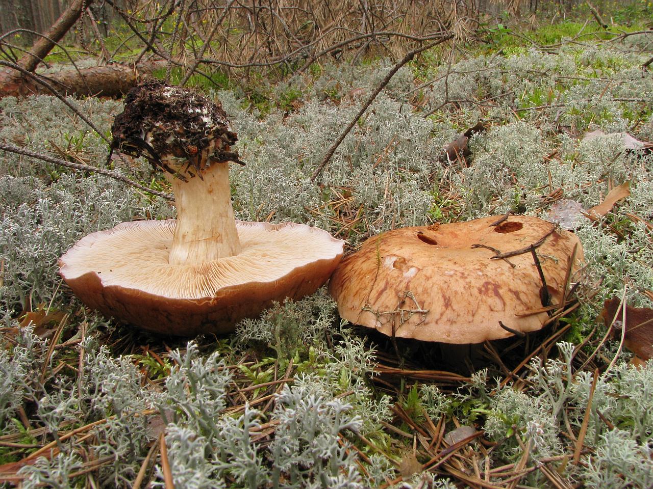 Leucocortinarius bulbiger
